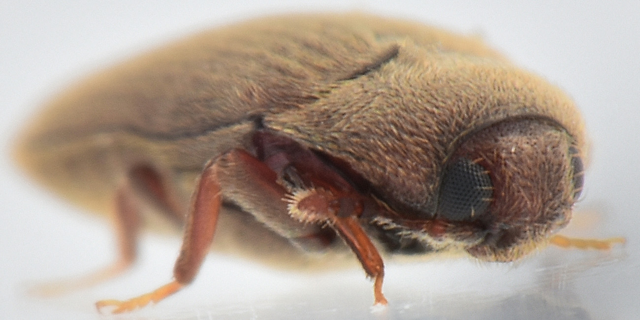 Throscidae: Aulonothroscus cfr. brevicollis